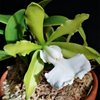 Cattleya aclandiae var. alba 'Valley Isle' × self.